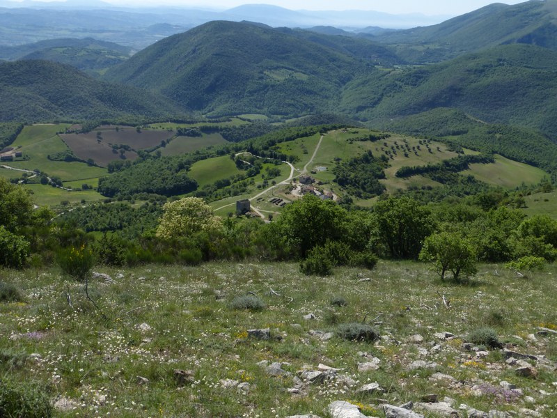 Melanargia arge : una specie in espansione verso nord??